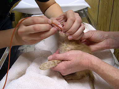 Tube Feeding a cat